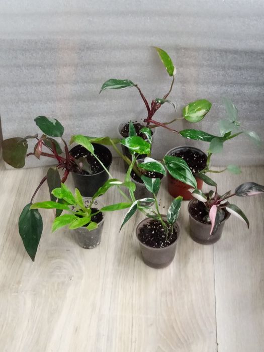 Епіпремнум,сциндапсус,монстера,філодендрон