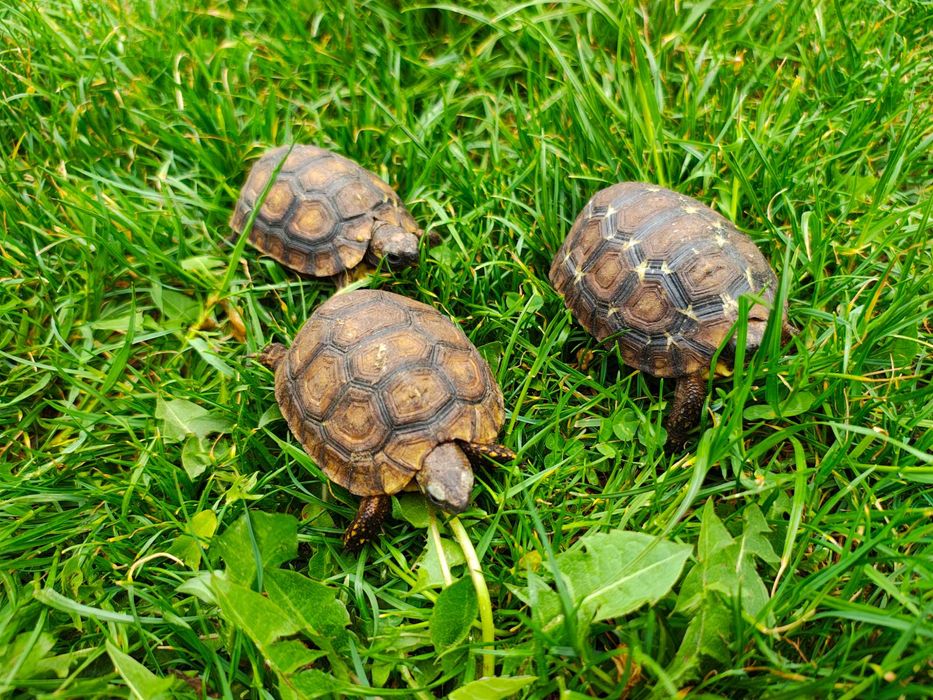 Żółw zawiasowy / (nazwa łacińska: Kinixys belliana), pochodzącego z populacji kenijskiej.