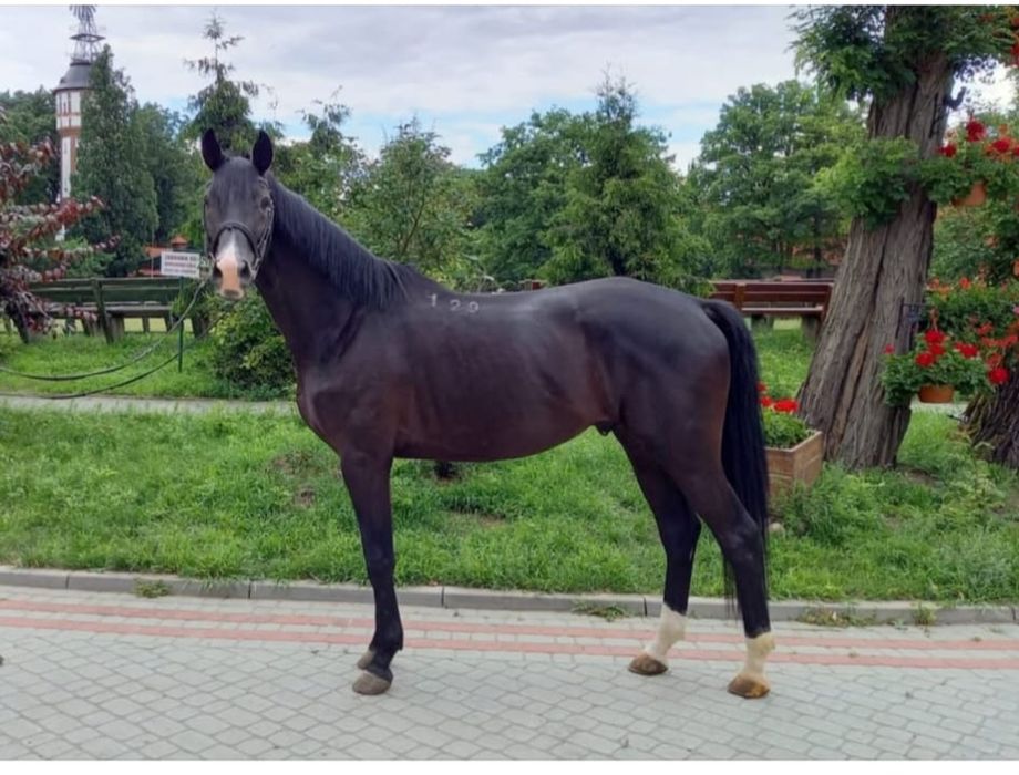 Sprzedam konia 9 lat