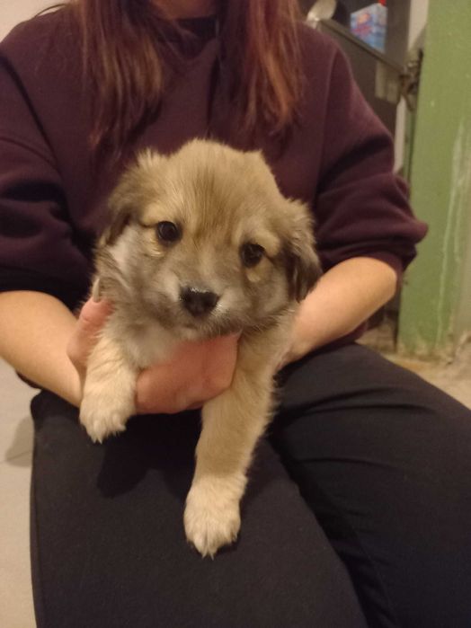 Pieski szukaja nowego domu.