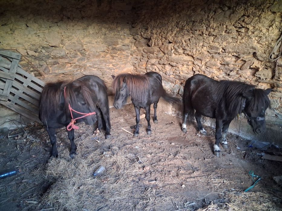 Vendo ( 3 ) póneis