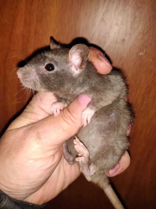 Крысята Дамбо и стандарт