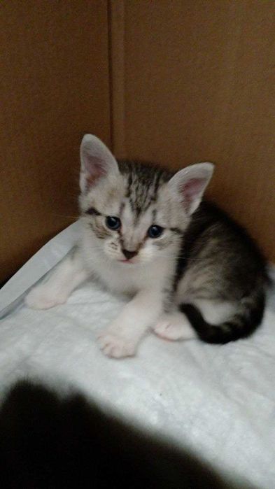 Отдам котят в добрые руки