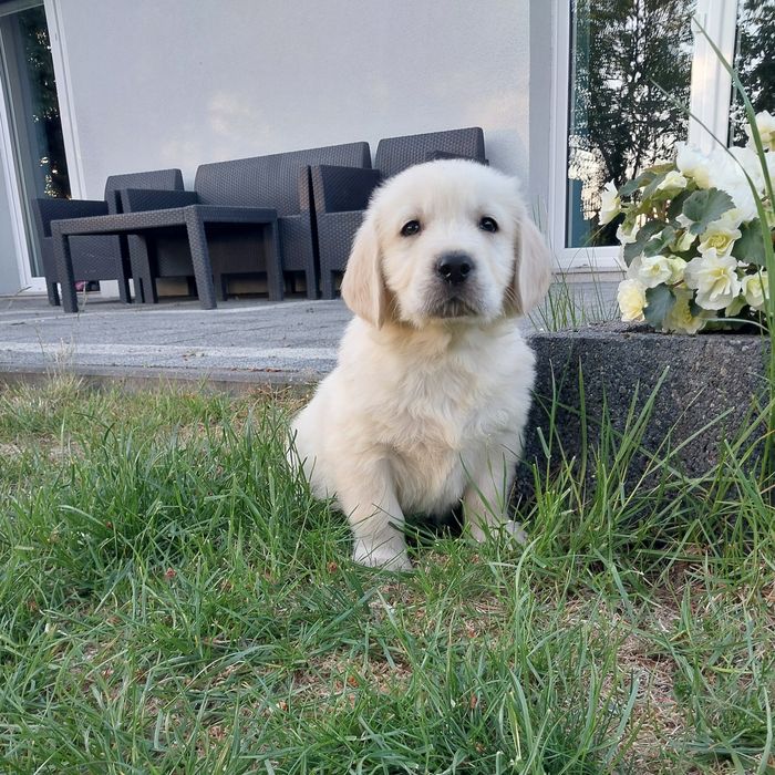 Goldeny, Golden Retriever.