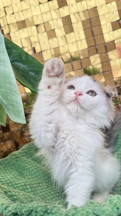 Femea scottish fold de pelo longo