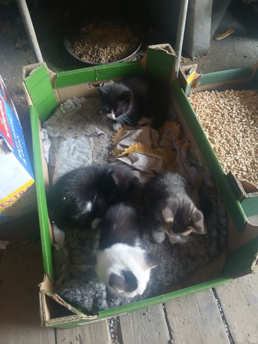 Koty do oddania  za darmo