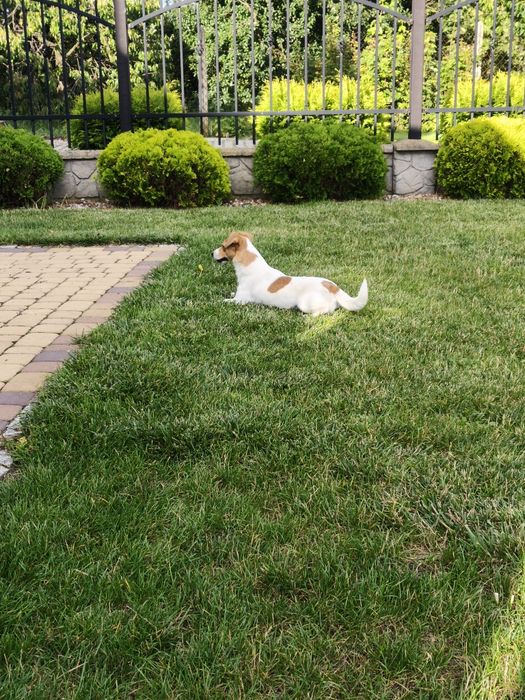 Sunia Jack Russell Terrier