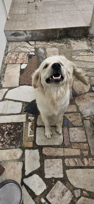 Adopção Responsável