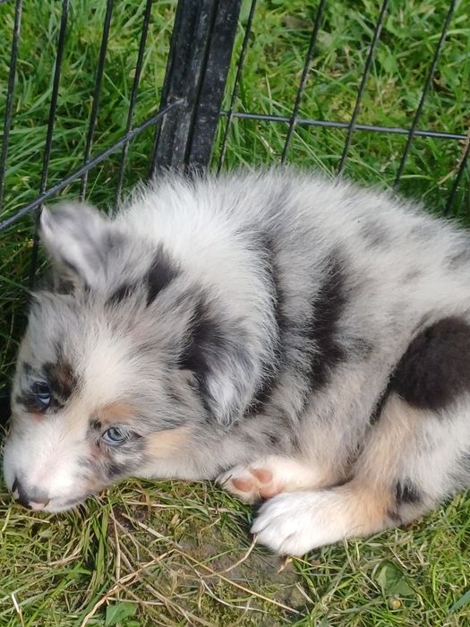 Border collie  pieski