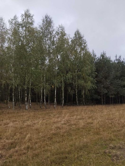 Sprzedam działkę leśna