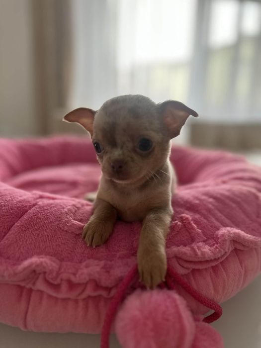 Cudowna sunia Chihuahua lilac merle