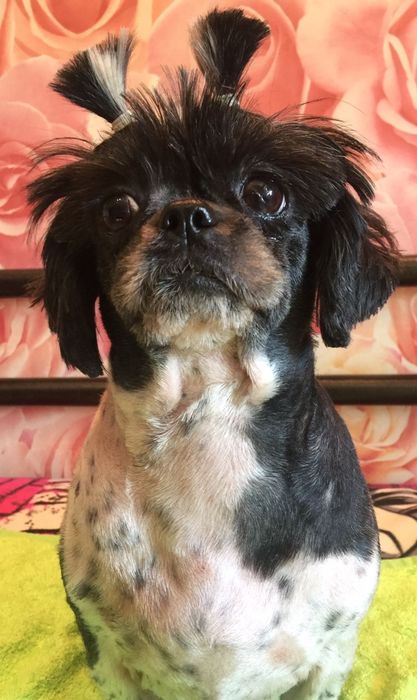 Грумер, стрижка собак та котів