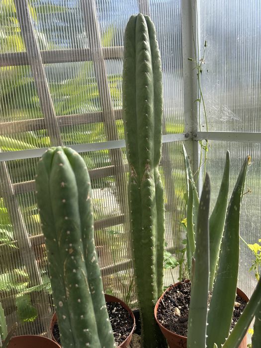 Cacto S. Pedro (Echinopsis Pachanoi)