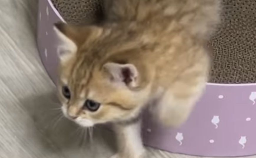 Прямоухие и вислоухие шотландские котята, мальчик и девочки