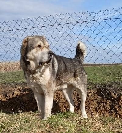 Корекція поведінки злобних кобелів.