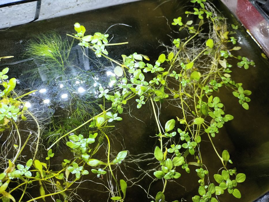 Planta de superfície