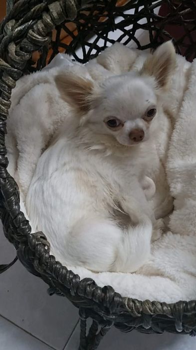 Chihuahua macho puro