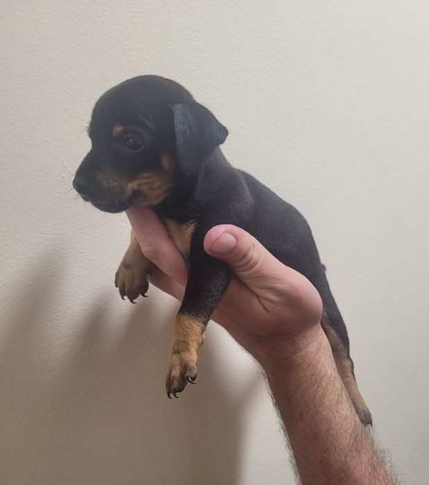 Pinscher mini macho
