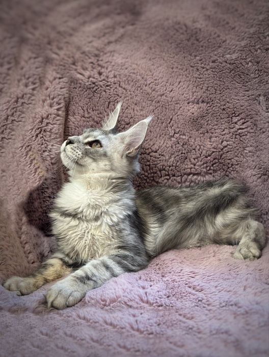 Maine coon srebrny kocurek