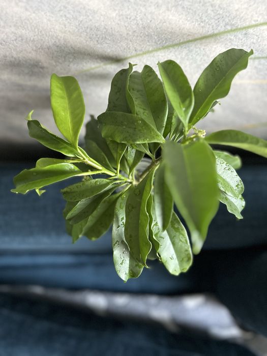 Hoya hoya multiflora