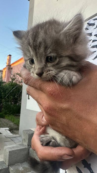 Котики шукають родину