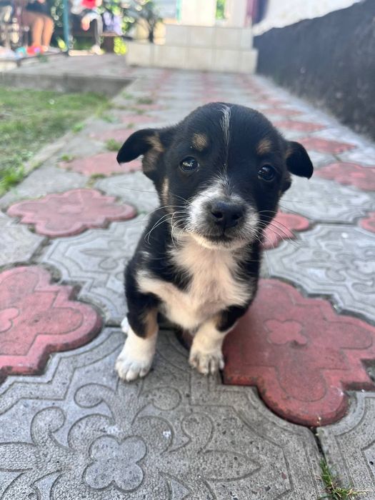 Цуценятко дівчинка