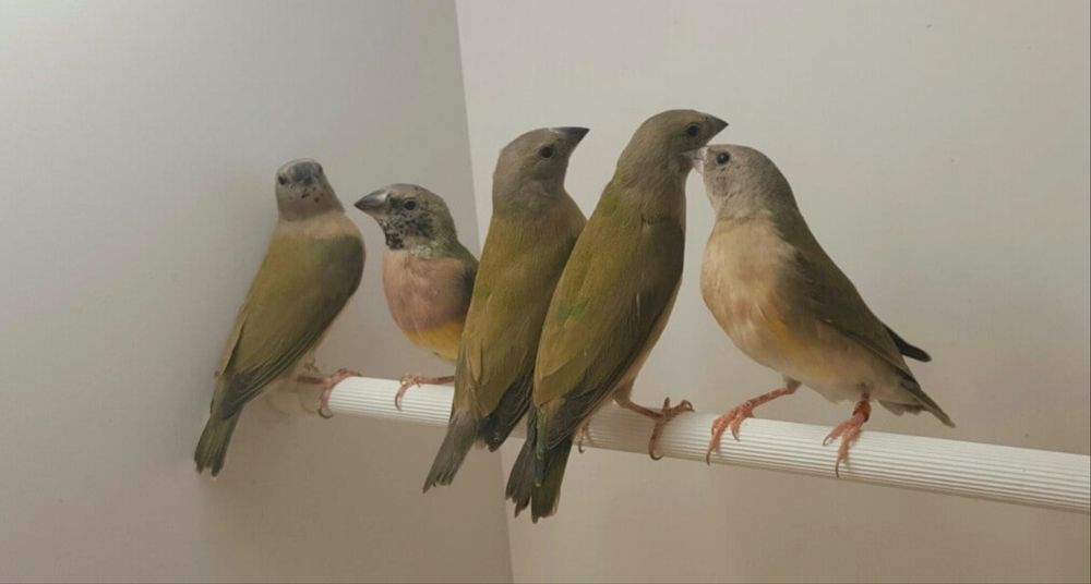 Diamante de gould