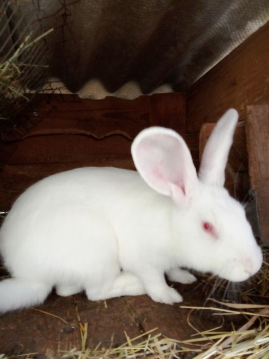 Кролі ,білий панон ,строкачі'',також м'ясо 250  грн 'кг