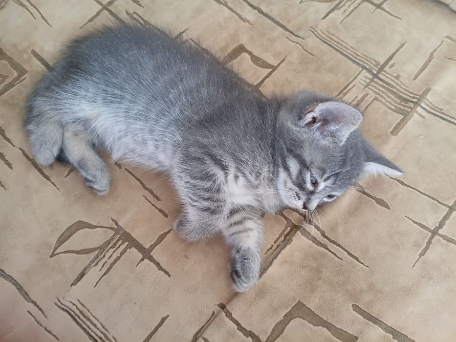 Віддам безкоштовно котинят