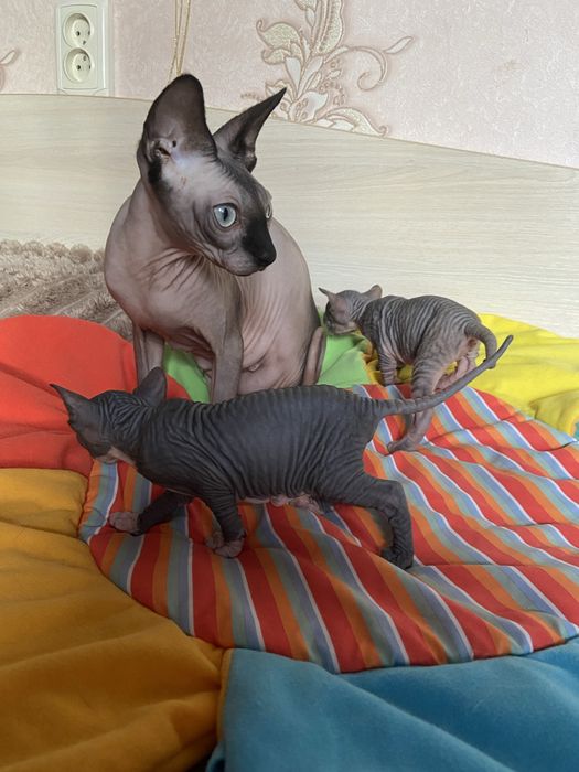 Канадська дівчинка біколор,бронювання