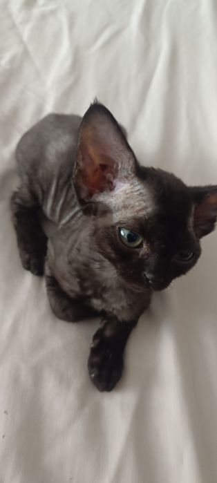 Czarny kocurek Devon Rex FPL