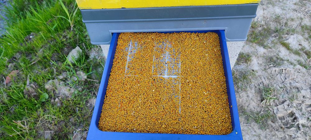 PYŁEK Naturalny ―Miód ―Pasieka PRADAWNA® 1957― Pyłek PSZCZELI―KWIATOWY