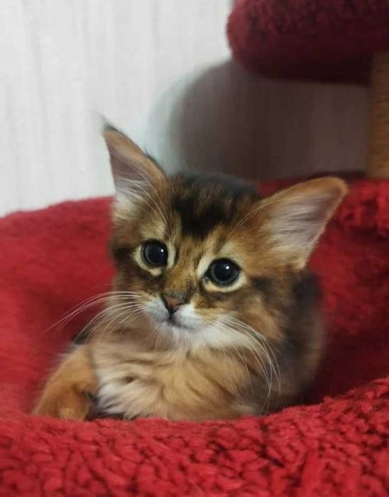 Котята сомалийские котенок абиссинец длиник