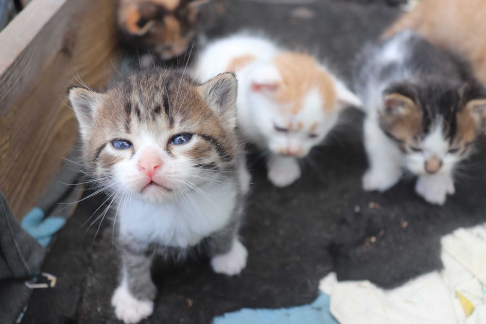 Віддам кошенят в хороші руки