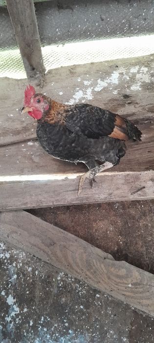 Півень Бентамки 3 месеца