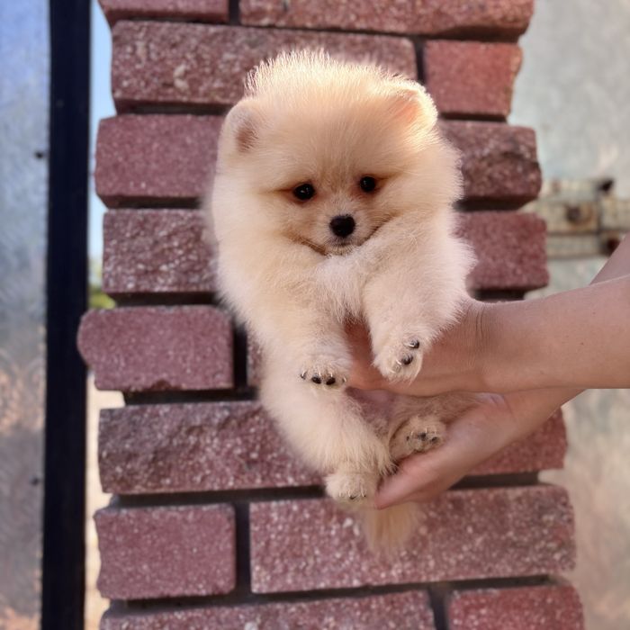 Хлопчик шоу класу тип ведмедика