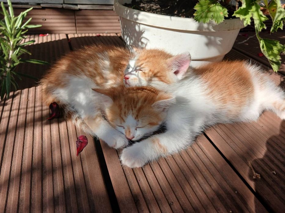 котики у добрі руки