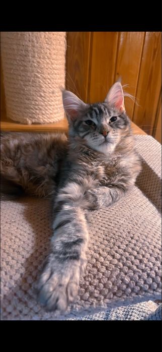 Mała KAPŁANKA piękna kotka maine coon SHK WCF