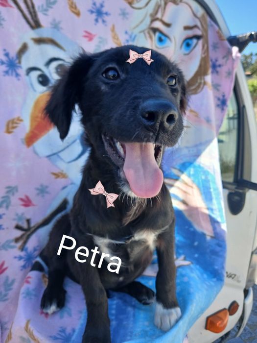 Petra para adoção muito responsável
