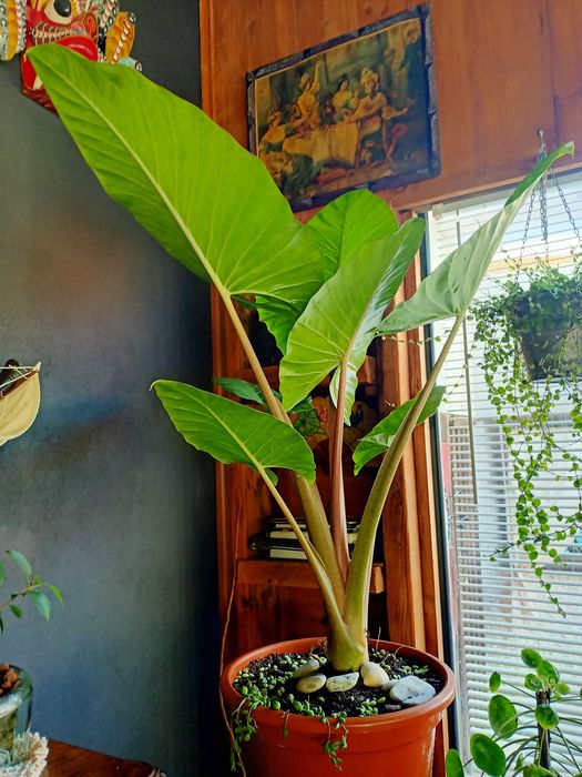 Alocasia cucullata ou orelha de elefante