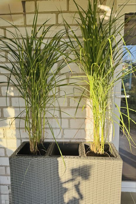 Мискантус китайский Little Zebra