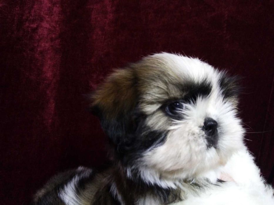 Щеночки девочки и мальчики