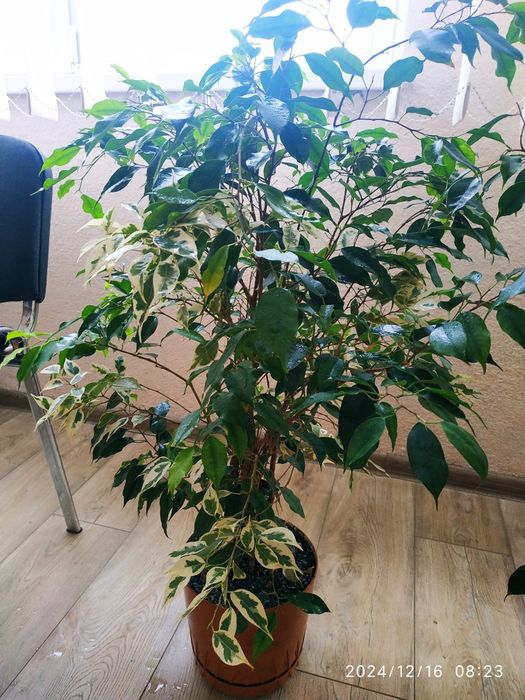 Фікус Бенджамім+Твілайт