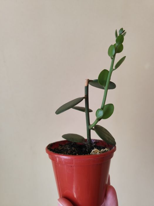 Ксерозициус ( серебряный доллар), крестовник Роули