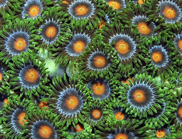 Zoanthus spp. (Pomarańczowe tipy) kolonia ok. 24-26 główek