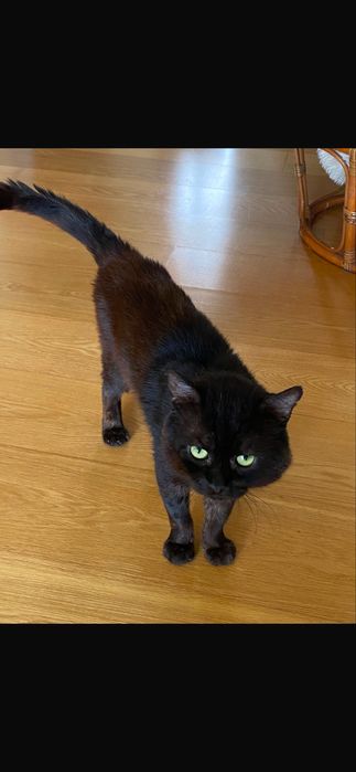 Gato para adoção responsável