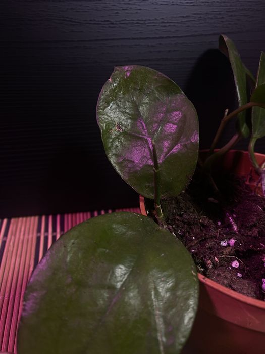 hoya australijska  piękny okaz w ziemi