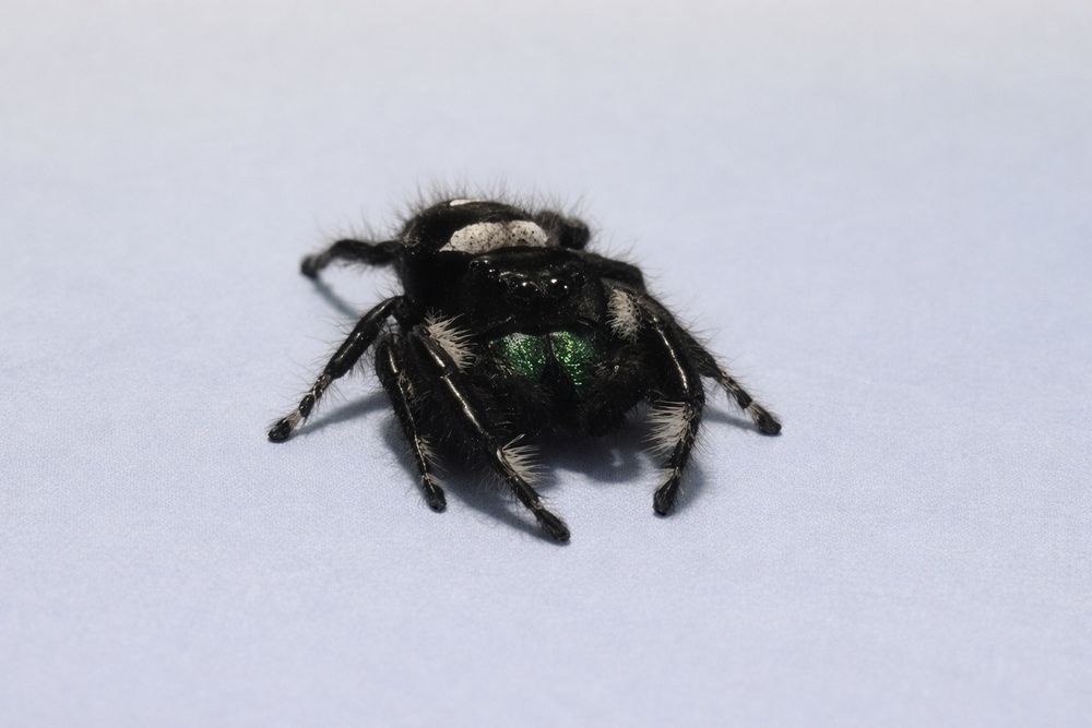 Para Phidippus Regius Soroa