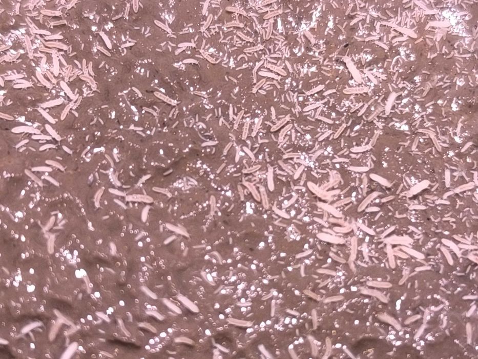 Flosomia candida – 50 sztuk | Najszybciej mnożące się skoczogonki!