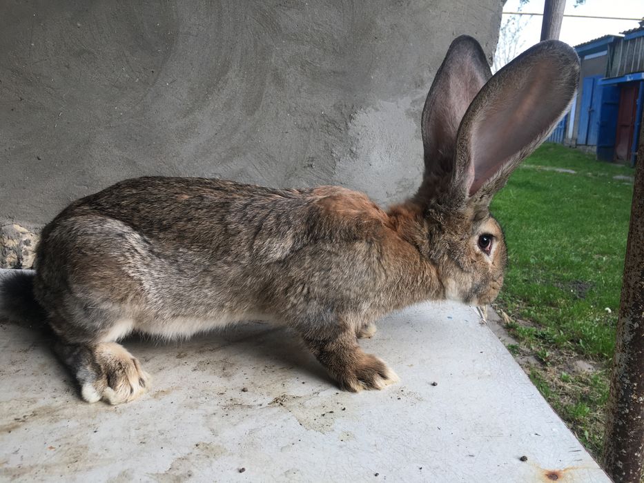 Продам кролів